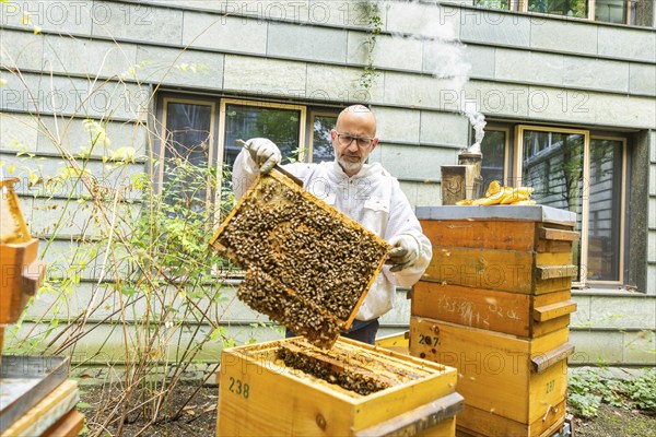 Jens Ardelt hiving a beehive. Since the beginning of 2023, 500, 000 new employees have been working in the Saxon Ministry of Labour: Eight bee colonies have been busily collecting nectar for honey ever since. Beekeeper Rico Heinzig (MyHoney GmbH from Meißen) has been known throughout Germany since his legal dispute with satirist Jan Böhmermann. MyHoney currently looks after over 200 bee colonies. In 2022, the organic beekeeping business received the international London Money Award in Gold, beekeeper at the Saxon Ministry of Labour, Dresden, Saxony, Germany, Europe