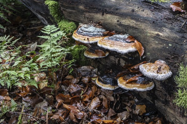 Spruce spurge (Red Banded Polypore), Emsland, Lower Saxony, Germany, Europe