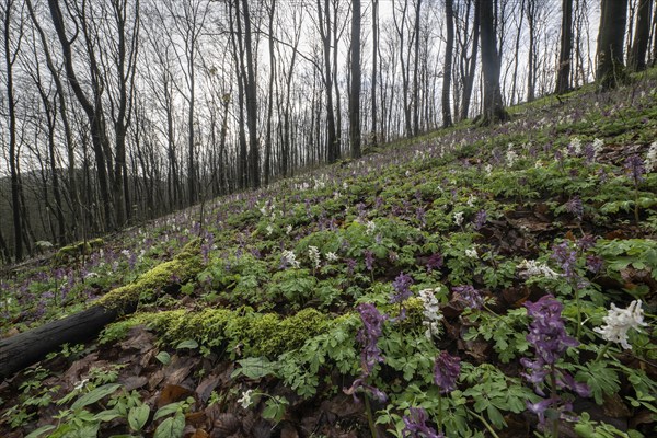 Hollow larkspur (Corydalis cava), Bad Iburg, Lower Saxony, Germany, Europe