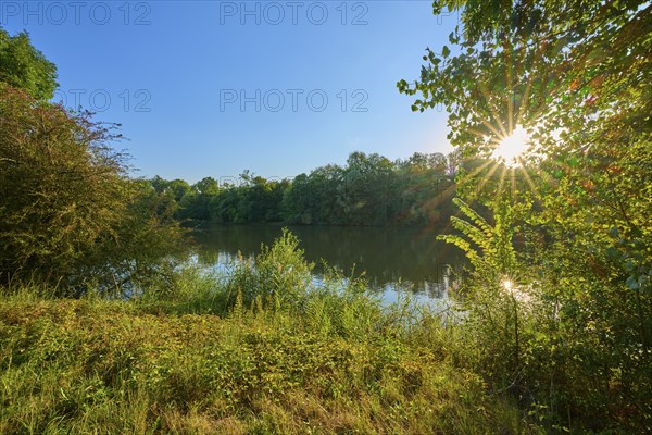 Calm Main with surrounding trees and sunrays shining through the leaves, autumn, sunset, Großheubach, Miltenberg, Main, Spessart, Bavaria, Germany, Europe