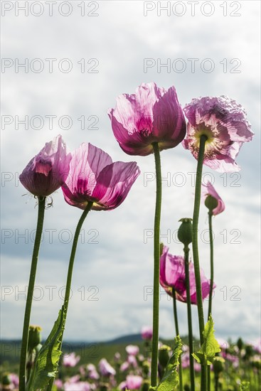 Opium poppy (Papaver somniferum), opium poppy field, Erlenbach, near Heilbronn, Baden-Württemberg, Germany, Europe