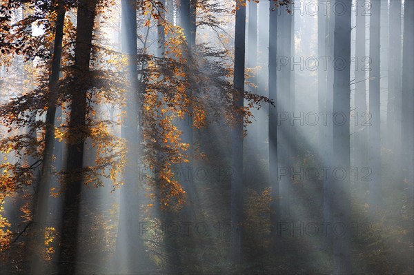 Spruce forest in autumn with fog, sun shining through the tree trunks, beech with autumn leaves, Harz foreland, Saxony-Anhalt, Germany, Europe