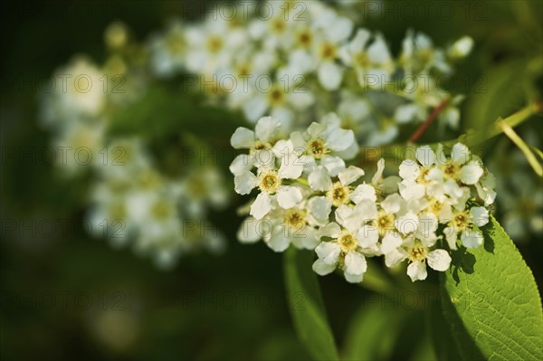 Bird cherry, hackberry, hagberry or Mayday tree (Prunus padus), blooming, Bavaria, Germany, Europe