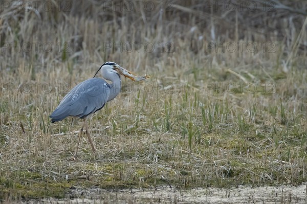 Grey heron (Ardea cinerea) adult bird carrying a Pike (Esox lucius) fish in its beak, Cambridgeshire, England, United Kingdom, Europe