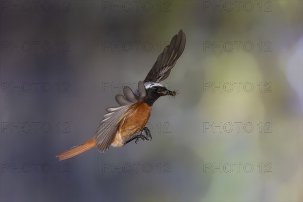 Common redstart (Phoenicurus phoenicurus), male approaching the nest with food in his beak, North Rhine-Westphalia, Germany, Europe