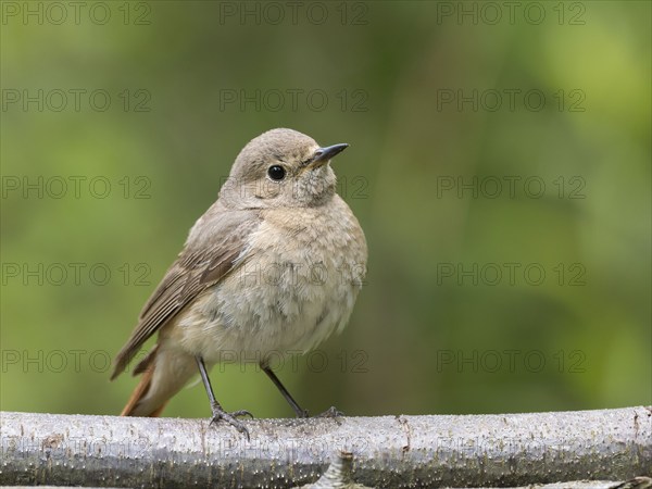 Common redstart (Phoenicurus phoenicurus), female on the perch, North Rhine-Westphalia, Germany, Europe