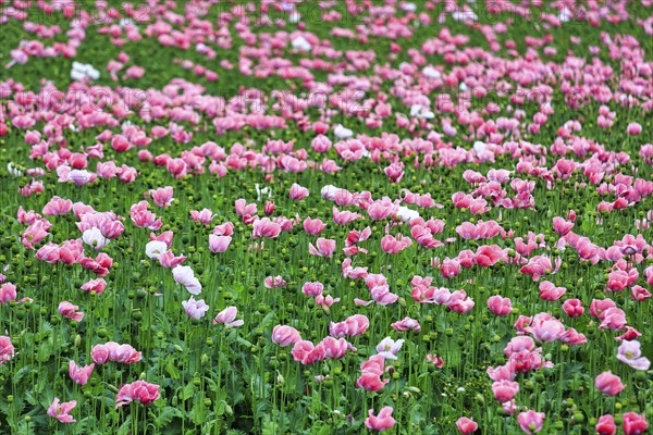 Opium poppy (Papaver somniferum), cultivation of edible poppy, poppy field, pink flowers and seed capsules, Germerode, Meißner, Geo-nature park Park Frau-Holle-Land, Hesse, Germany, Europe