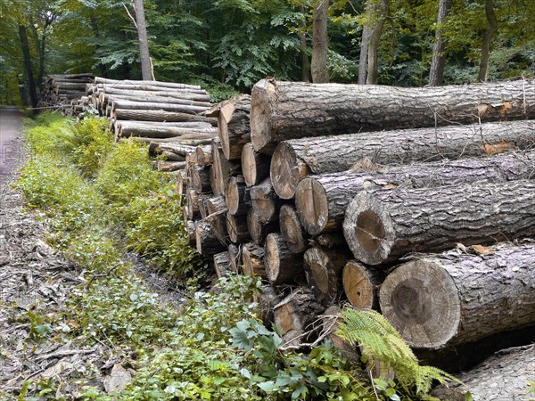 Stacked cut down tree trunks on the edge of a forest path, in the background trees forest, Münsterland, North Rhine-Westphalia, Germany, Europe