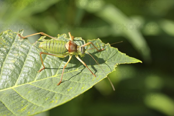 Steppe saddle grasshopper, Steppe saddle grasshopper (Ephippiger ephippiger), male, Long-toed grasshopper, Red List of Germany, Species of Special Concern, Cochem, Moselle, Rhineland-Palatinate, Germany, Europe