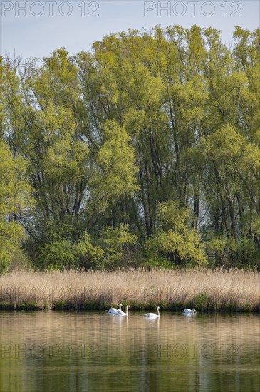 Pond landscape, reeds, reeds (Phragmites australis), willows (Salix) with fresh green leaves, mute swans (Cygnus olor), Thuringia, Germany, Europe