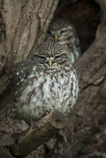 Little owl (Athene noctua) pair sits in front of the breeding den in a pollarded willow, North Rhine-Westphalia, Germany, Europe