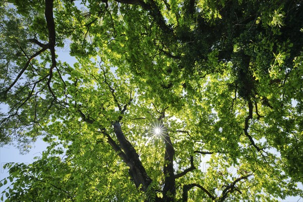 Sun shining through the canopy of oak trees, Altnau in the canton of Thurgau, Switzerland, Europe