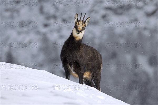 Alpine chamois (Rupicapra rupicapra) female, doe in dark winter coat foraging in snow covered mountain slope in the European Alps