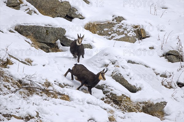 Rutting Alpine chamois (Rupicapra rupicapra) male, buck chasing female on snow covered mountain slope during the rut in winter in the European Alps