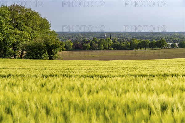 Sonsbeck Switzerland, a part of the Lower Rhine mountain range, an end moraine pushed up during the last glacial period, with an altitude of 87 metres above sea level, grain field in spring on the Dürsberg, Sonsbeck, North Rhine-Westphalia, Germany, Europe