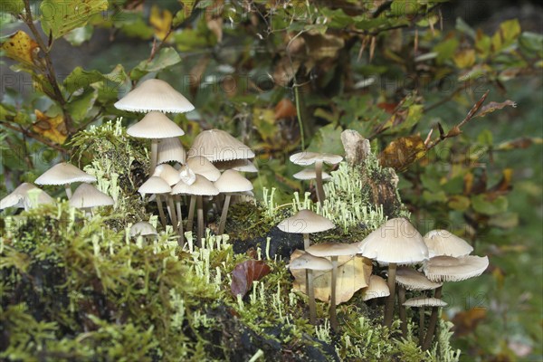 Fungus, fairies bonnet (Coprinellus disseminatus) and true cup lichen (Cladonia pyxidata) Allgäu, Bavaria, Germany, Allgäu, Bavaria, Germany, Europe