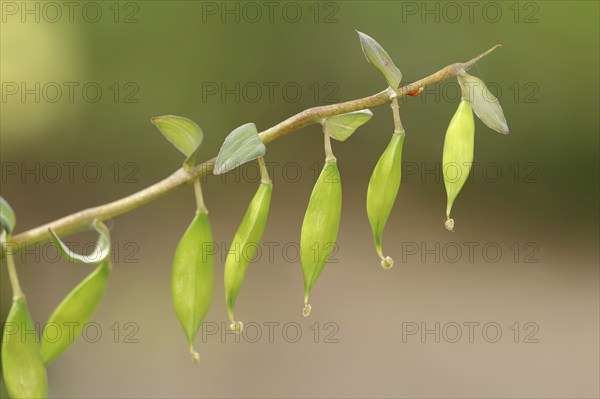 Hollow larkspur (Corydalis cava), fruit stand, North Rhine-Westphalia, Germany, Europe