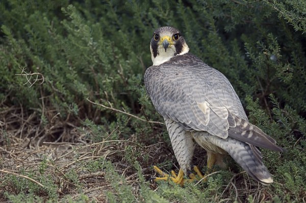 Peregrine falcon (Falco peregrinus), Provence, southern France