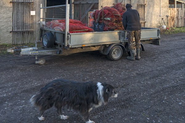 Shepherd loading the pasture fences, in front his Border Collie, Othenstorf, Mecklenburg-Vorpommern, Germany, Europe