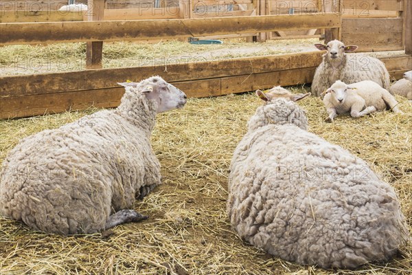 Arcott Rideau lambs in sheep pen being bred and raised for meat, Quebec, Canada, North America