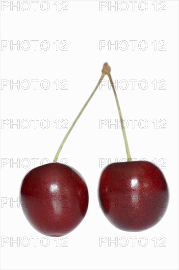 Wild cherry (Prunus avium), cherries on a white background