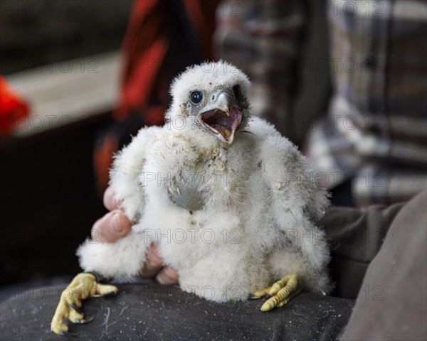 Ringing of peregrine falcons (Falco peregrinus), Germany, Europe