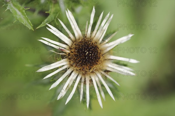 Carline thistle (Carlina vulgaris), flower, Bavaria, Germany, Europe