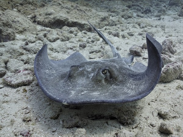 A ray, American stingray (Hypanus americanus), glides elegantly through the shallow, clear underwater, dive site John Pennekamp Coral Reef State Park, Key Largo, Florida Keys, Florida, USA, North America