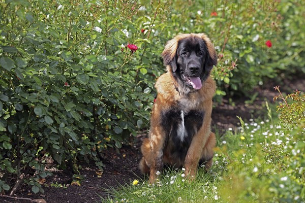 Leonberger