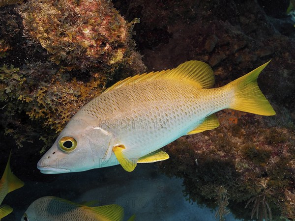 Yellow fish, schoolmaster snapper (Lutjanus apodus), swimming near rocks in the underwater world. Dive site John Pennekamp Coral Reef State Park, Key Largo, Florida Keys, Florida, USA, North America