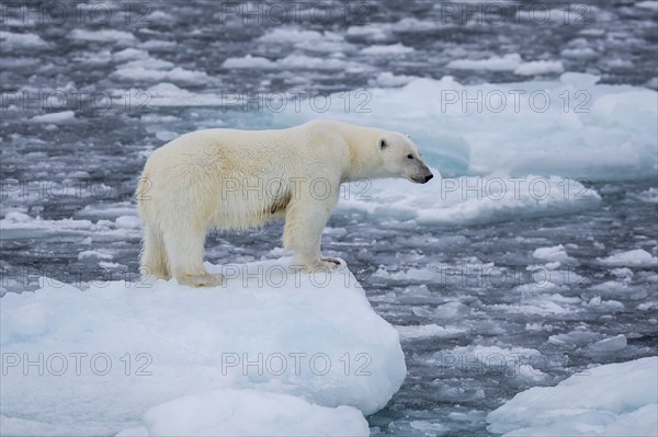 Polar bear (Ursus maritimus) on the pack ice at 82 degrees north standing on an ice floe, Spitsbergen Island, Svalbard and Jan Mayen archipelago, Norway, Europe