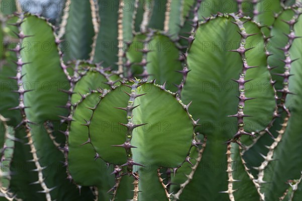 Euphorbia, Princess of Wales Conservatory, Royal Botanic Gardens (Kew Gardens), UNESCO World Heritage Site, Kew, Greater London, England, United Kingdom, Europe