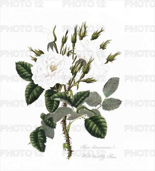 Rosa damascena, Rose, Historic rose, Rose variety, Illustration from 1799, Historic, digitally restored reproduction from a 19th century original, Record date not stated