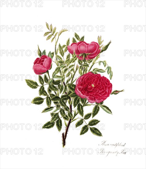 Rosa centifolia, Rose, Old rose, Rose cultivar, Illustration from 1799, Historic, digitally restored reproduction from a 19th century original, Record date not stated