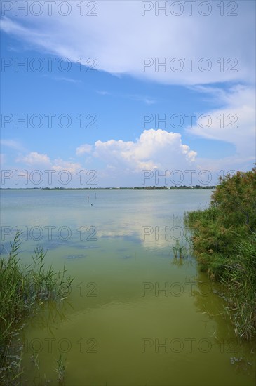 Tranquil lakeside landscape, Etang des Launes, with blue sky and clouds, surrounded by reeds and green shore, Saintes-Maries-de-la-Mer, Camargue, France, Europe