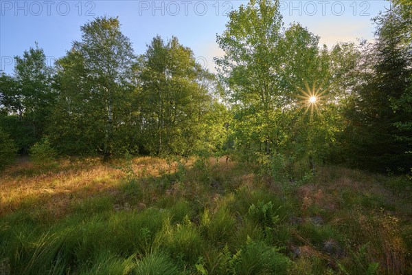 Sunlight shines through green trees onto a quiet forest clearing with grass, Schwarzes Moor, Fladungen, Rhön, Bavaria, Germany, Europe