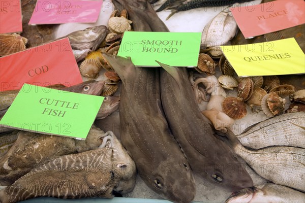 Fishmonger display of varieties of fish on ice table