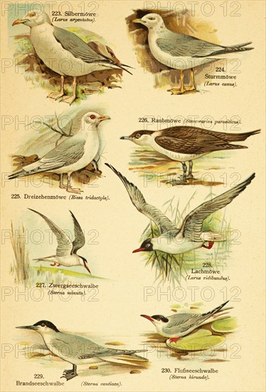 European herring gull (Larus argentatus), common gull (Larus canus), Black-legged Kittiwake (Rissa tridactyla), Skua (Stercorarius parasiticus), little tern (Sternula albifrons), Black-headed Black-headed Gull (Larus ridibundus), sandwich tern (Thalasseus sandvicensis), Common Tern (Sterna hirundo) Birds of the world, historical illustration 1890