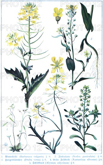 Botany, yellow rocketcress (Barbarea vulgaris), finch seed or neslia (Neslia paniculata), starvation flower (Draba verna), yellow field cress (Nasturtium silvestre), shieldwort or calyx rockweed (Alyssum calycinum), historical illustration 1900