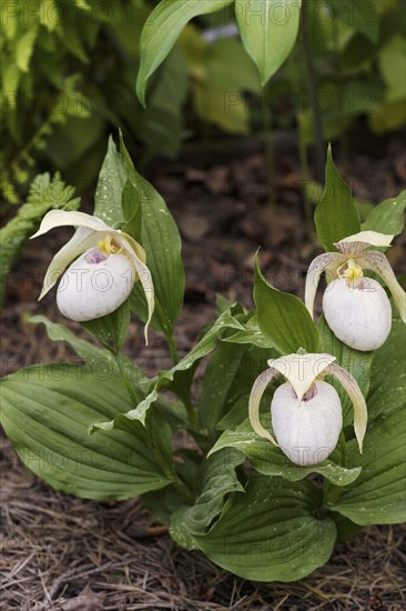 Beautiful orchids of different colors on green background in the garden. Lady's-slipper hybrids. Close up