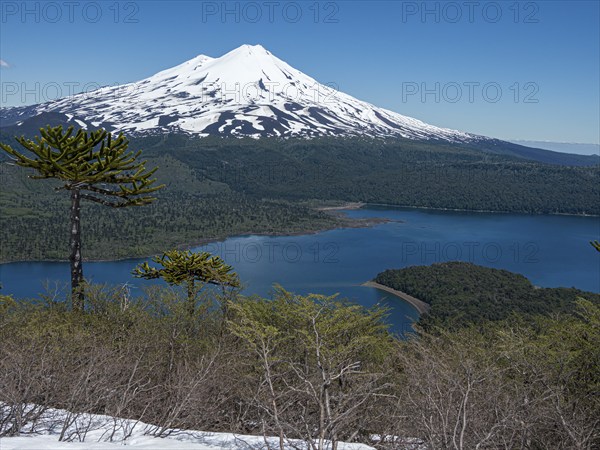 View from hiking trail Sierra Nevada, lake Conguillio, araucaria forest, volcano Llaima, Conguillio National Park, Chile, South America