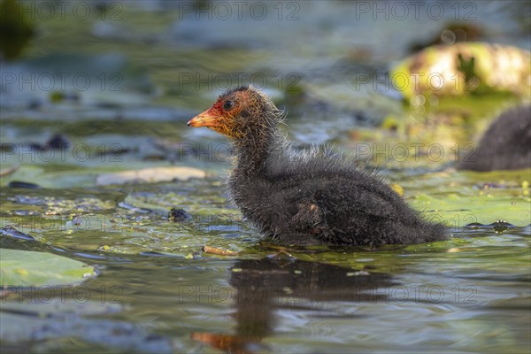 Eurasian burbot (Fulica atra) chick swimming on the water. Bas Rhin, Alsace, France, Europe