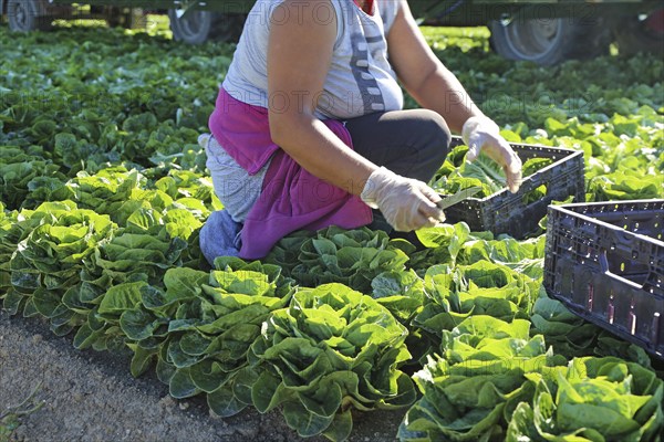 Agriculture lettuce harvest: Harvest workers from Romania harvest Mini Romana in Hockenheim (Baden-Württemberg)