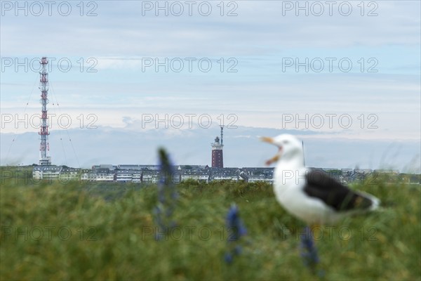 View from the dune to the upper land of the offshore island of Heligoland, lighthouse, screeching seagull (Larinae) in the dune grass, North Sea, Pinneberg district, Schleswig-Holstein, Germany, Europe