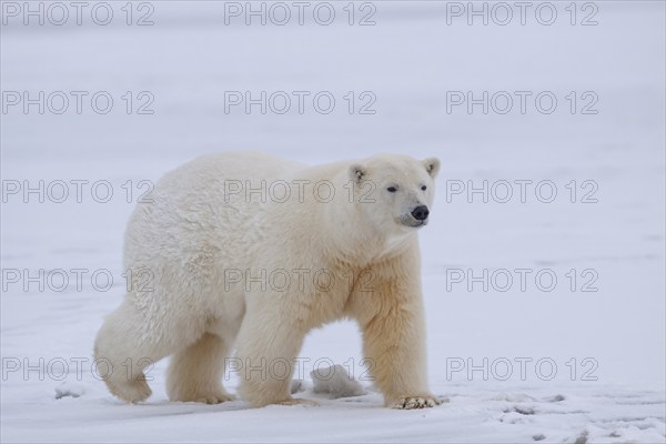 Polar bear (Ursus maritimus), walking in the snow, Kaktovik, Arctic National Wildlife Refuge, Alaska, USA, North America