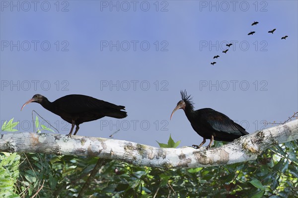 Northern Bald Ibis on a tree, other Ibises in the sky, Geronticus eremita, Turkey, Asia