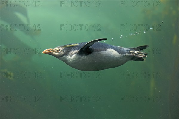 Rockhopper penguin (Eudyptes chrysocome), adult, in water, swimming, South Africa, Africa