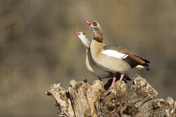 Egyptian goose (Alopochen aegyptiaca) two adult birds courting on a tree stump, Suffolk, England, United Kingdom, Europe