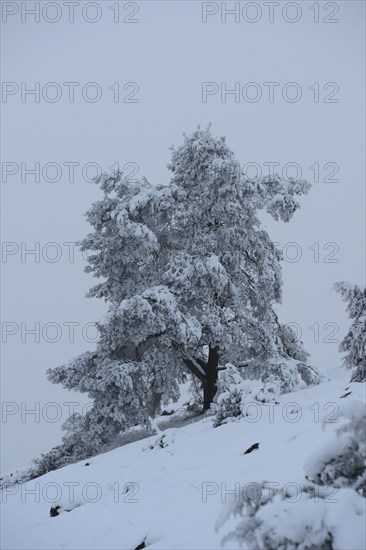 Snow-covered tree in a deep winter landscape with dense snow cover, Upper Palatinate