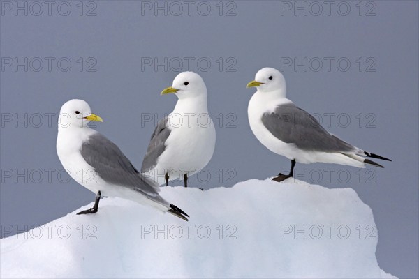 Black-legged kittiwake sitting on a wall of snow and ice, (Rissa tridactyla), Black-legged kittiwake, Kittiwake, Norway, Svalbard Spitsbergen, Norway, Europe